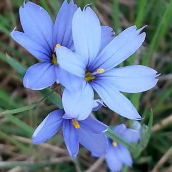 11175045_10207325043950850_4421058356533837168_n