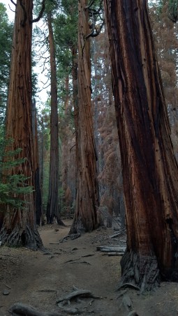 The trail toward Half Dome
