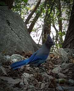 Steller's Jay