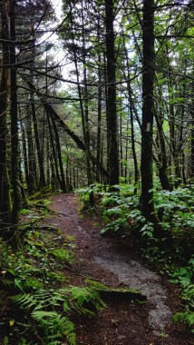 Trail north of Laura Woodward Shelter