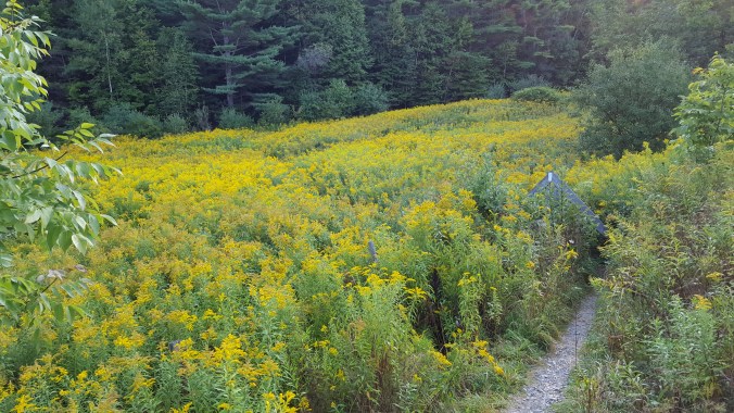 Goldenrod, small pasture, climbing over stiles, barbed wire fences VT 103 road crossing Looking north on LT