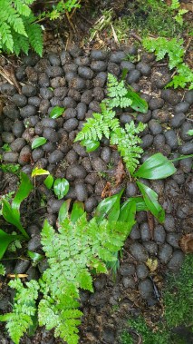 First sign of Moose!