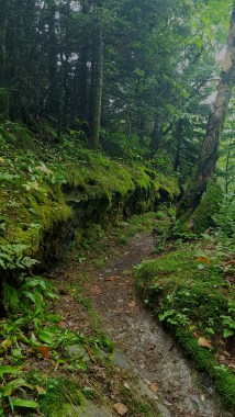 Trail heading to Shooting Star Shelter