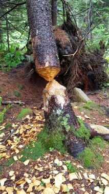 Evidence of beavers