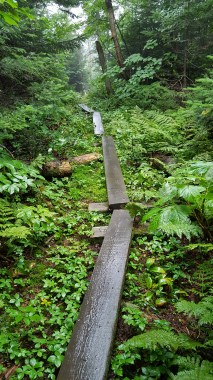 Trail north of Tillotson Camp