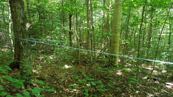 Maple syrup tube sapling system The trail goes under several 