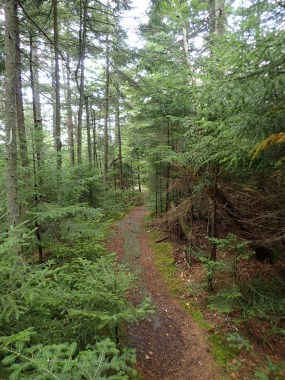 Camel's Hump State Park South of Bamforth Ridge Shelter