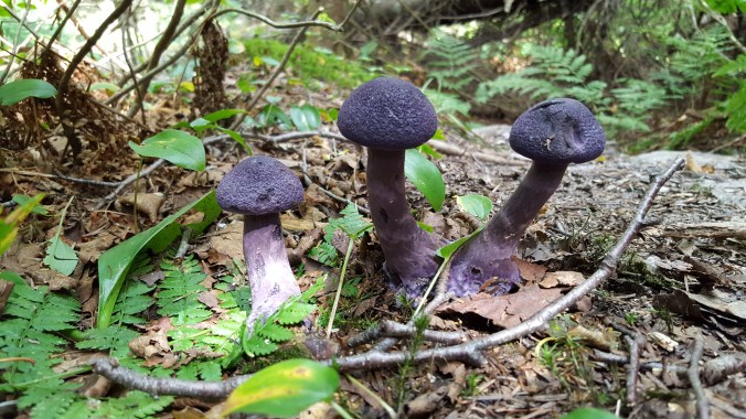 Mushrooms the color purple!