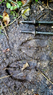 Moose tracks Brandon Gap