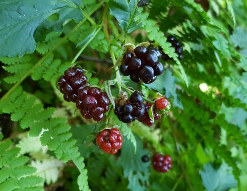 Blackberries...