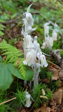 Indian Pipe aka Ghost Plant A parasitic plant not containing chlorophyll