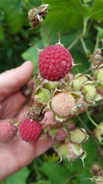 Purple Flowering Raspberry Berries Look edible...but they are not! 
