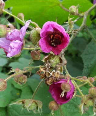 Purple Flowering Raspberry Rose Family