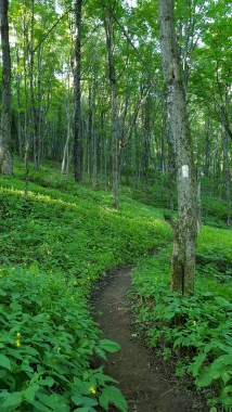 Hiking through Jewellweed