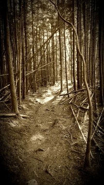 Beautiful forest Near Clarendon Shelter
