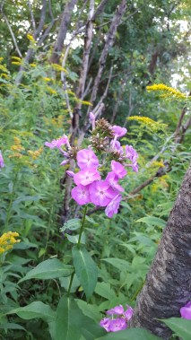 Wild Phlox along the trail