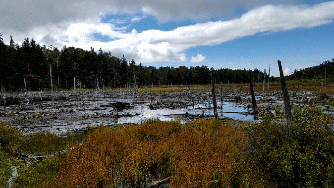 Beaver pond North of Story Spring Shelter South of Kelley Stand Road