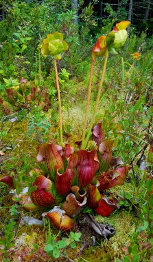 Pitcher Plant Carnivorous plant with pitfall trap leaves