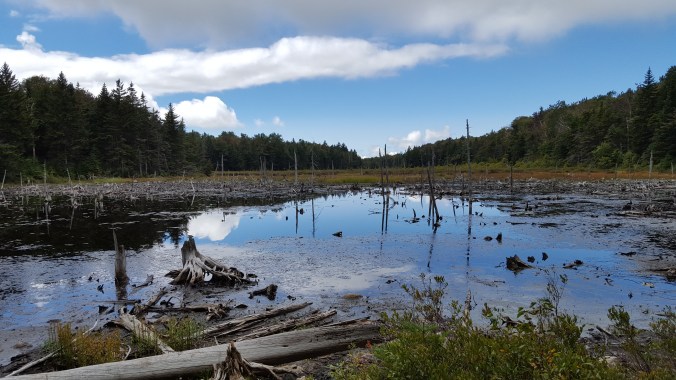 Another beautiful view of the beaver pond