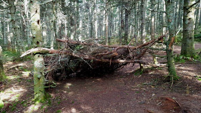 Wilderness Leanto just beyond the old fire warden's cabin site