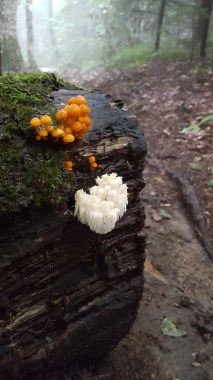 Rainy morning beauties on the trail