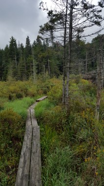 Beaver-challenged puncheon through a wetland in Stamford Meadows